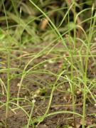 Allium macrostemon